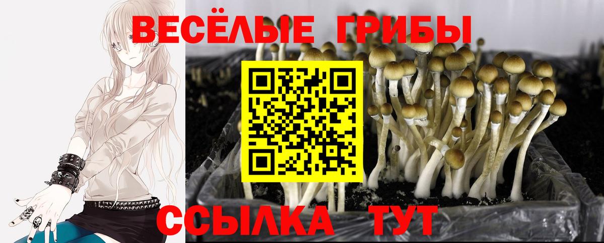 Новоуральск  Псилоцибиновые грибы прущие грибы  Вход с VPN 